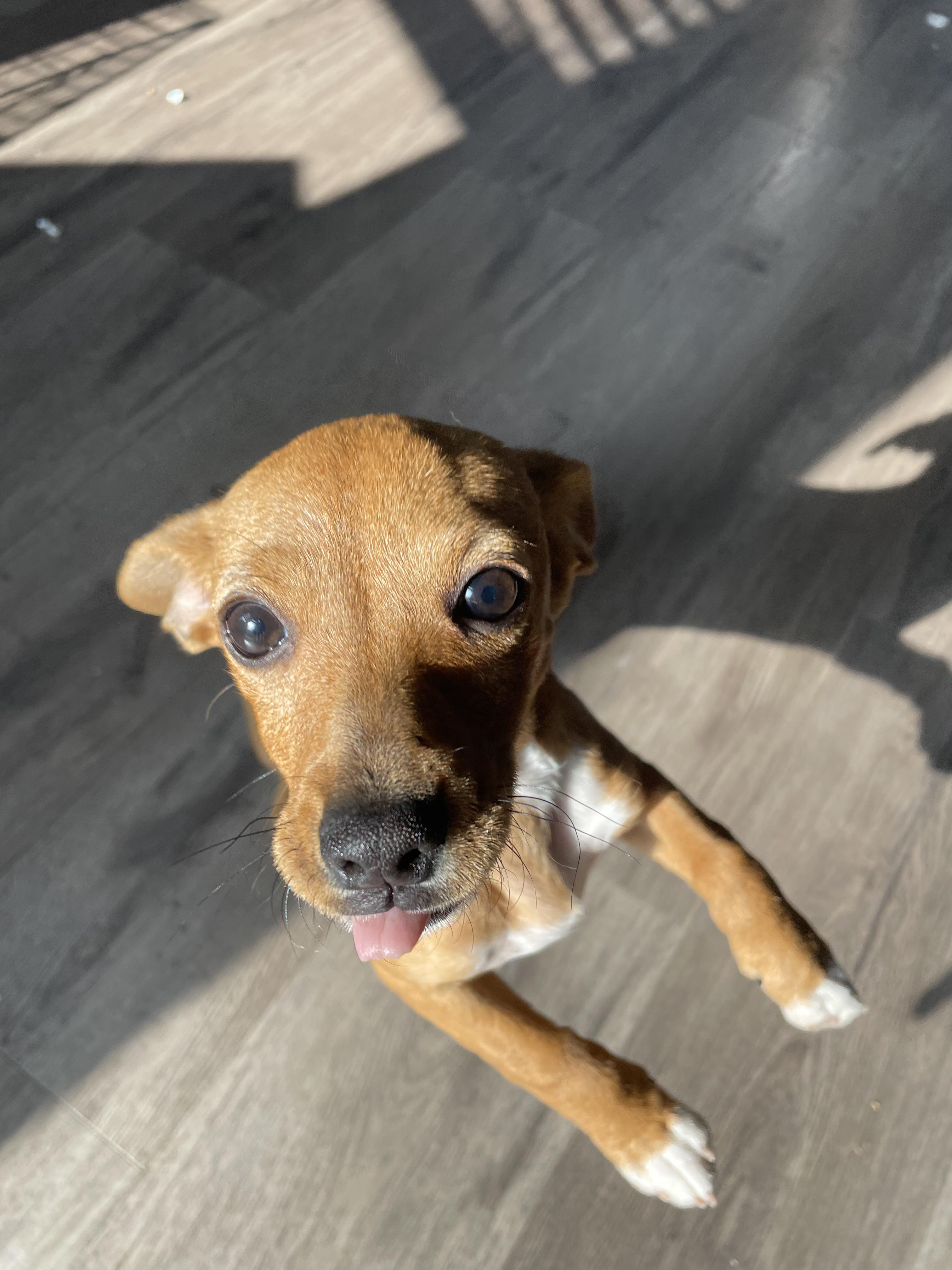 Enlarge Copper Penny, an adopted mixed breed in Penryn, CA image 2/2
