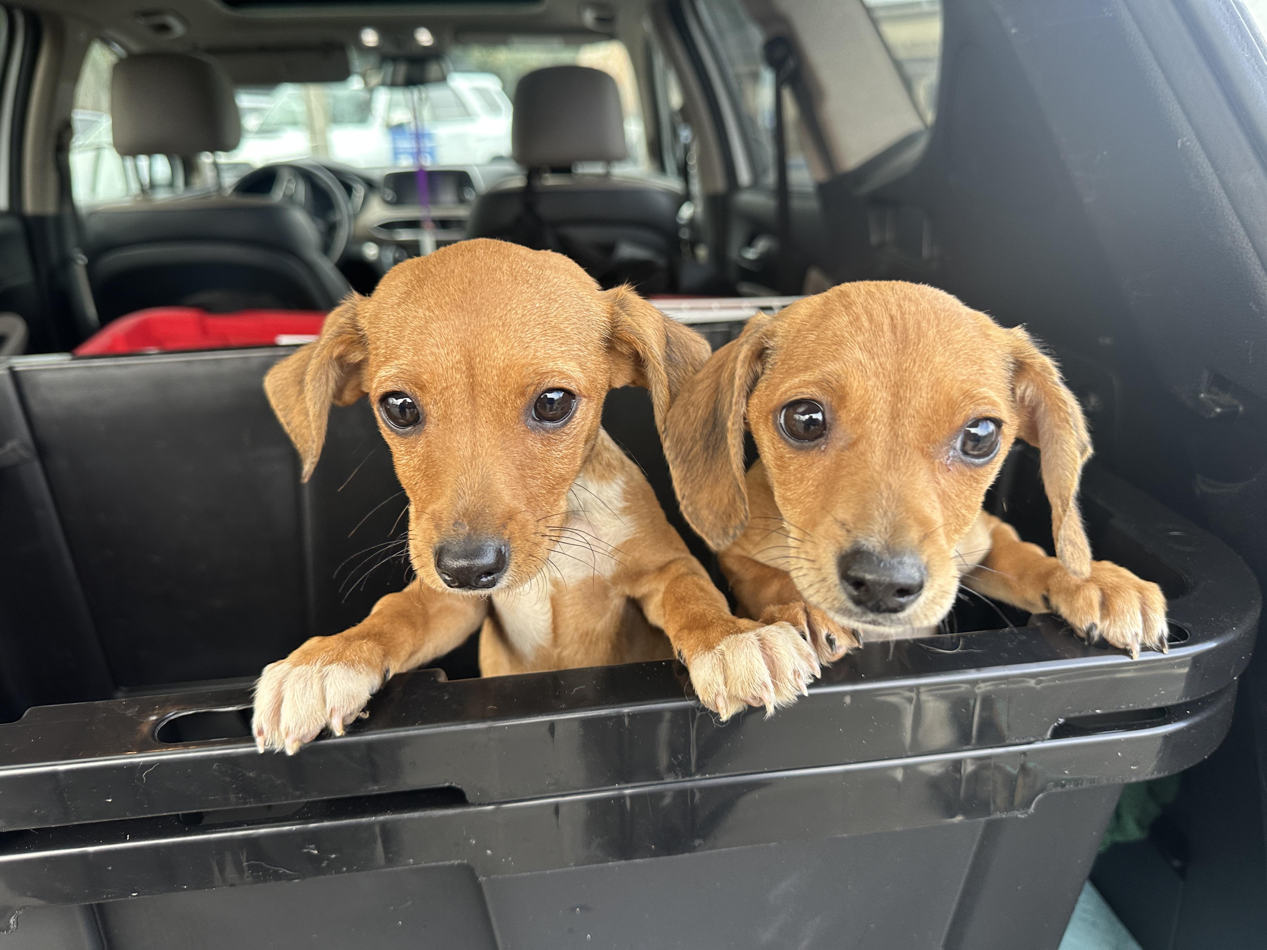 Enlarge Copper Penny, an adopted mixed breed in Penryn, CA image 1/2