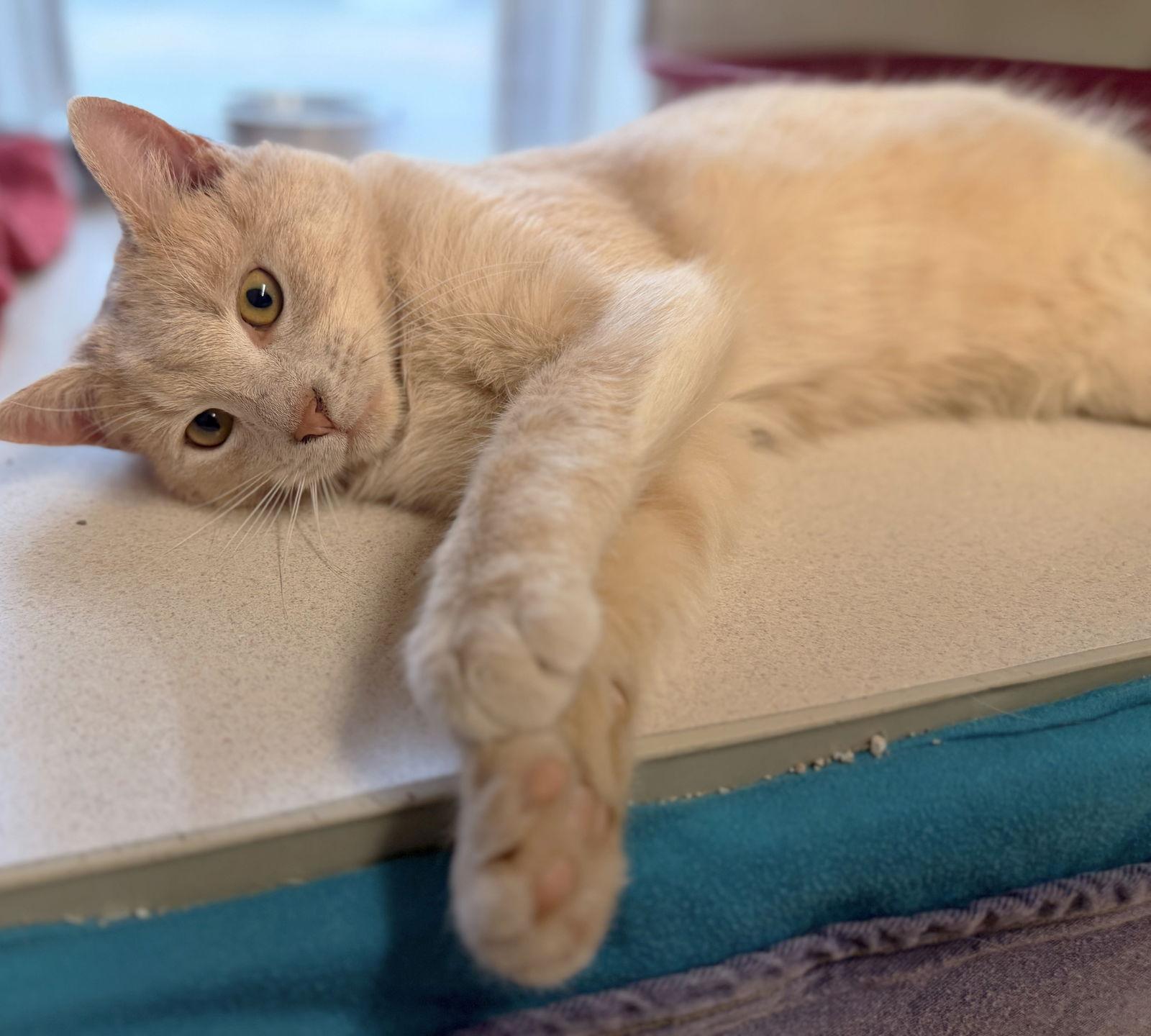 Enlarge Twizzler, a Adoptable Domestic Short Hair in Reston, VA image 1/3