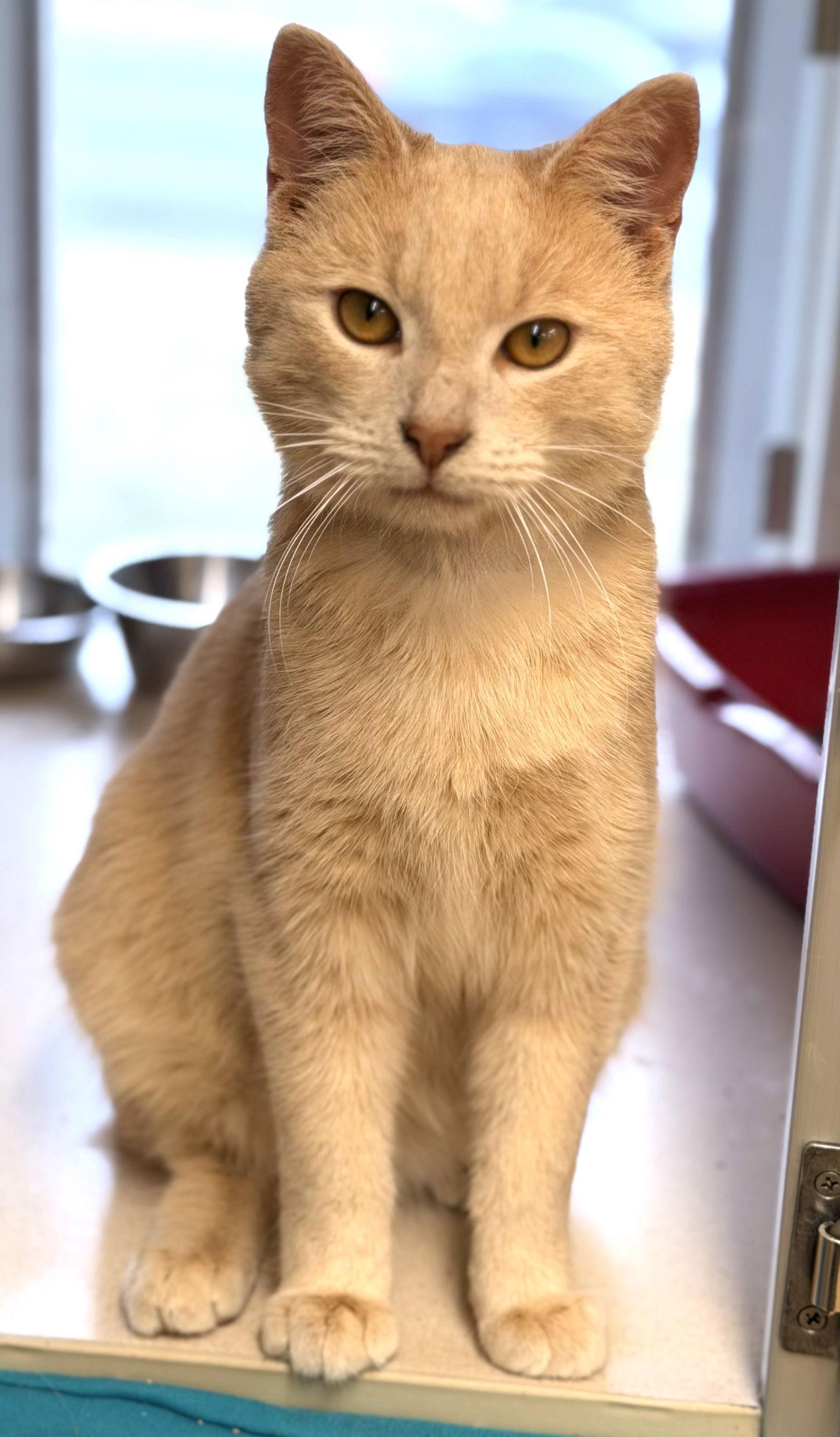 Enlarge Twizzler, a Adoptable Domestic Short Hair in Reston, VA image 2/3