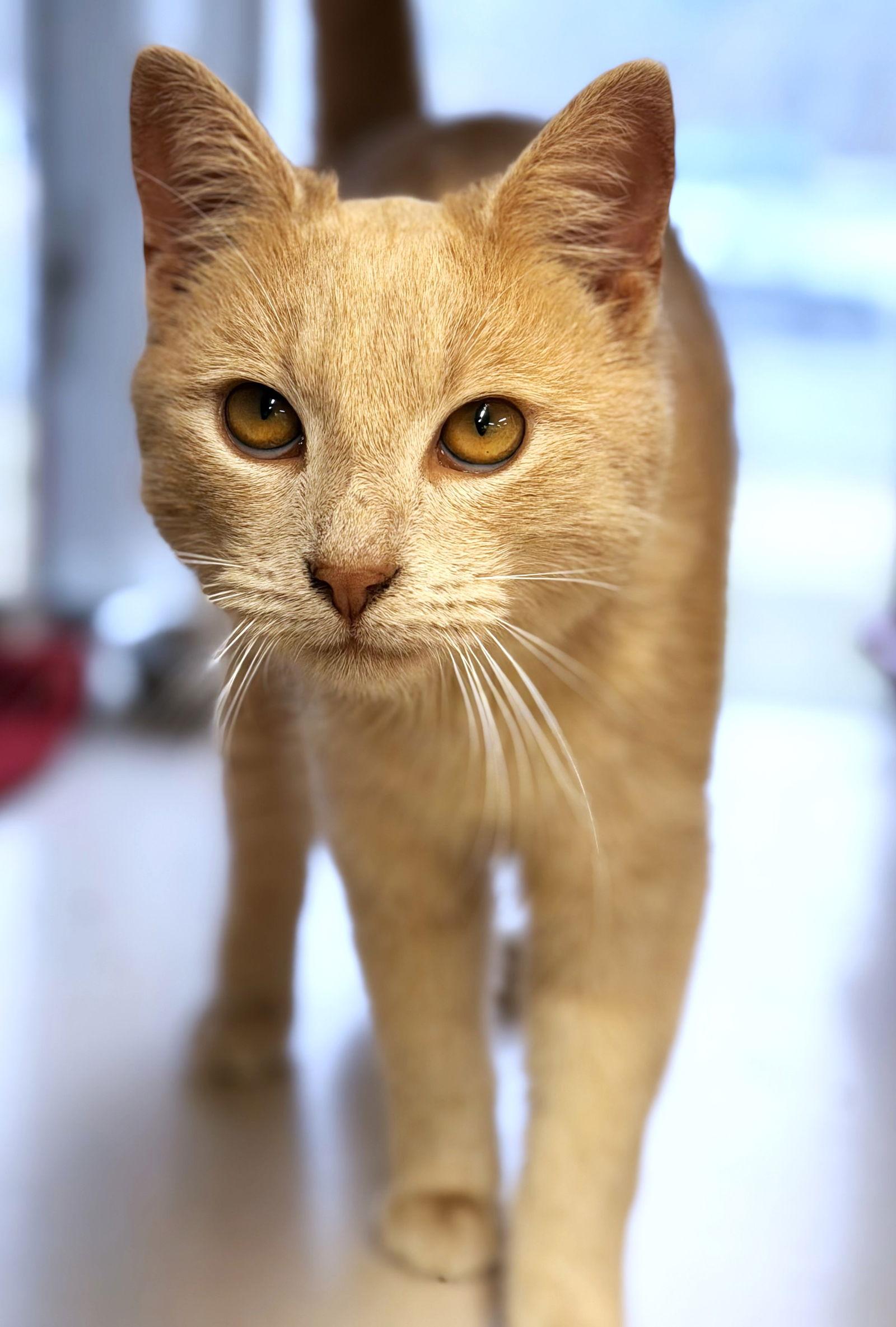 Enlarge Twizzler, a Adoptable Domestic Short Hair in Reston, VA image 3/3