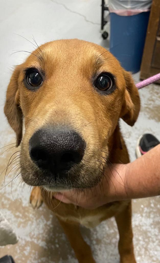 Enlarge John, a Adoptable Mixed Breed in Beebe, AR image 1/1