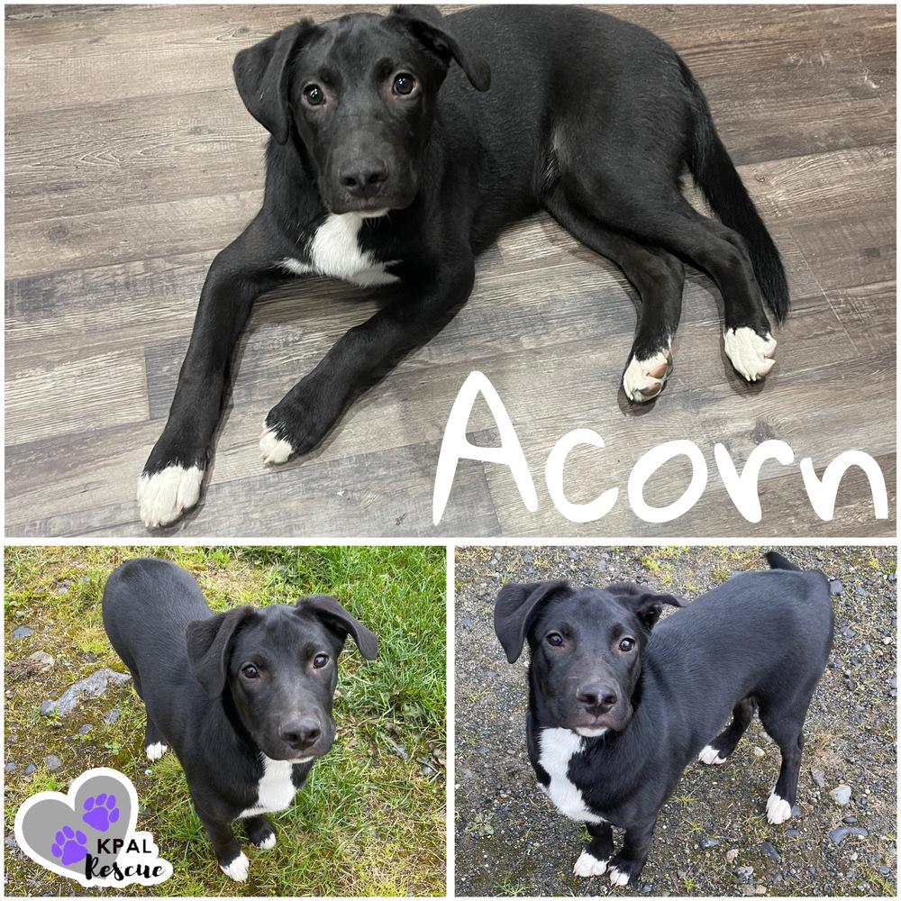 Acorn - Nuts Litter, Adoptable, Puppy Female Mixed Breed & Mixed Breed.