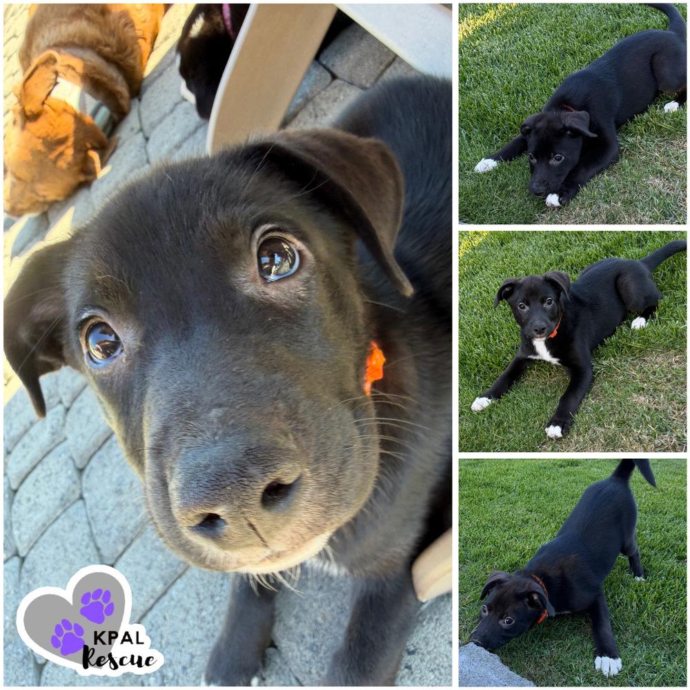 Acorn - Nuts Litter, Adoptable, Puppy Female Mixed Breed & Mixed Breed.