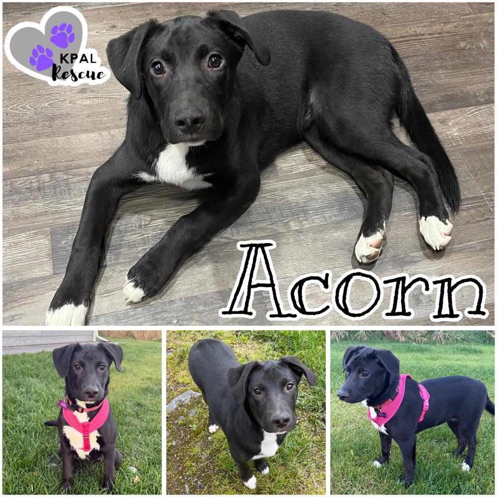 Enlarge Acorn - Nuts Litter, a Adoptable mixed breed in Kenai, AK image 4/5