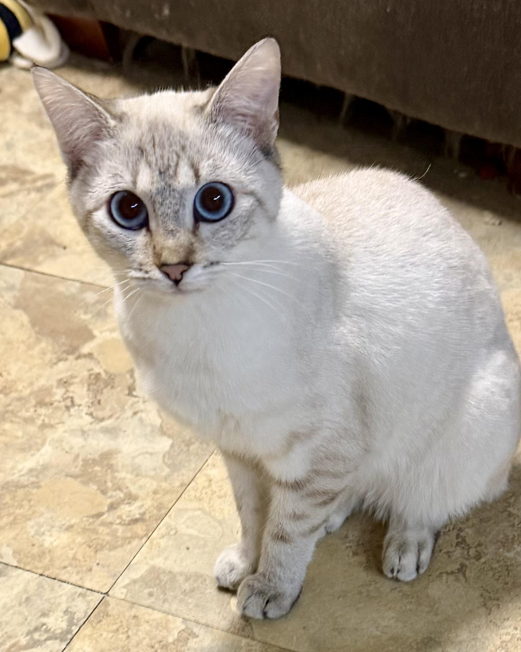 Enlarge Patsy, an adopted Domestic Short Hair in Tracy, CA image 3/3