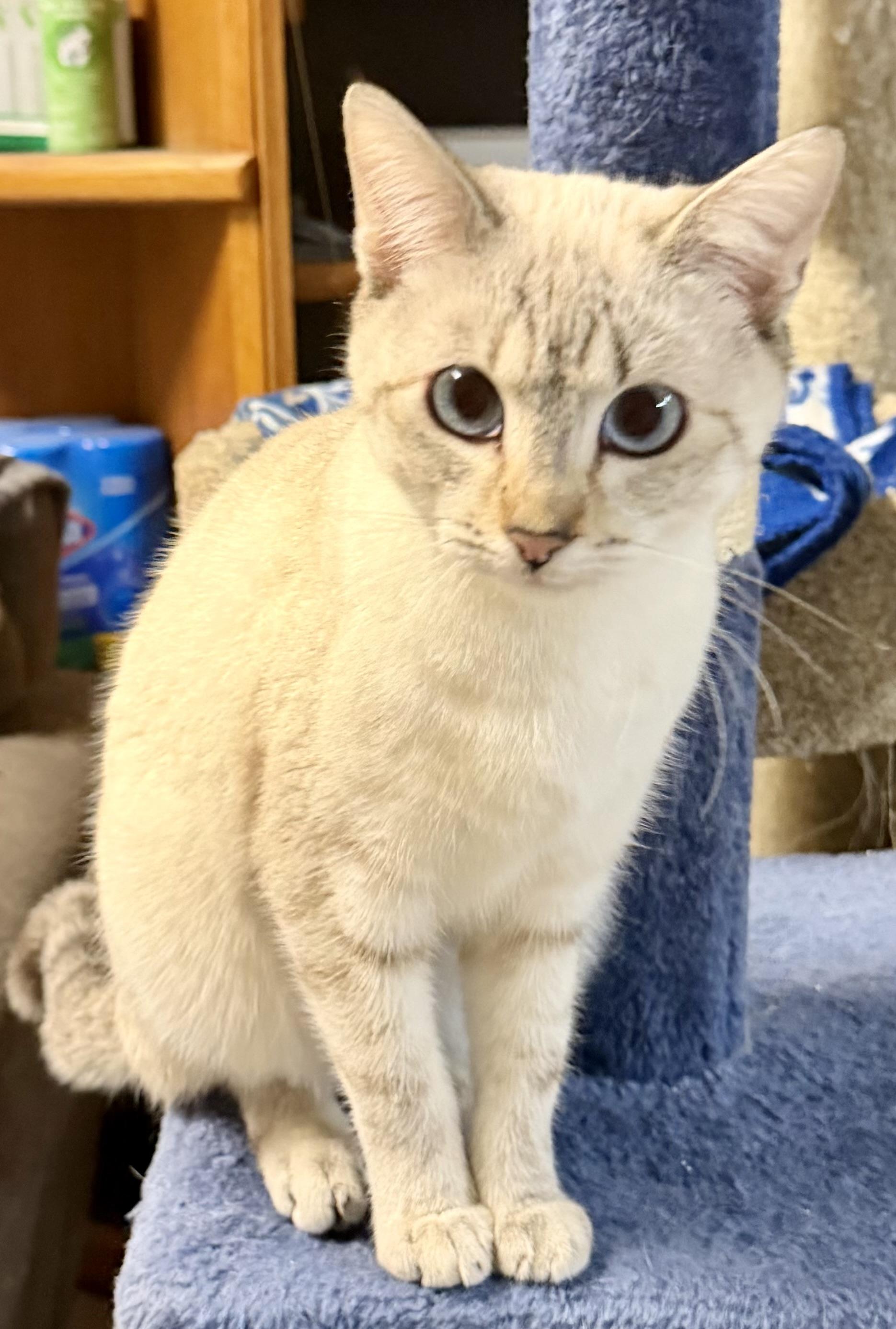 Patsy, adopted, Kitten Female Domestic Short Hair.