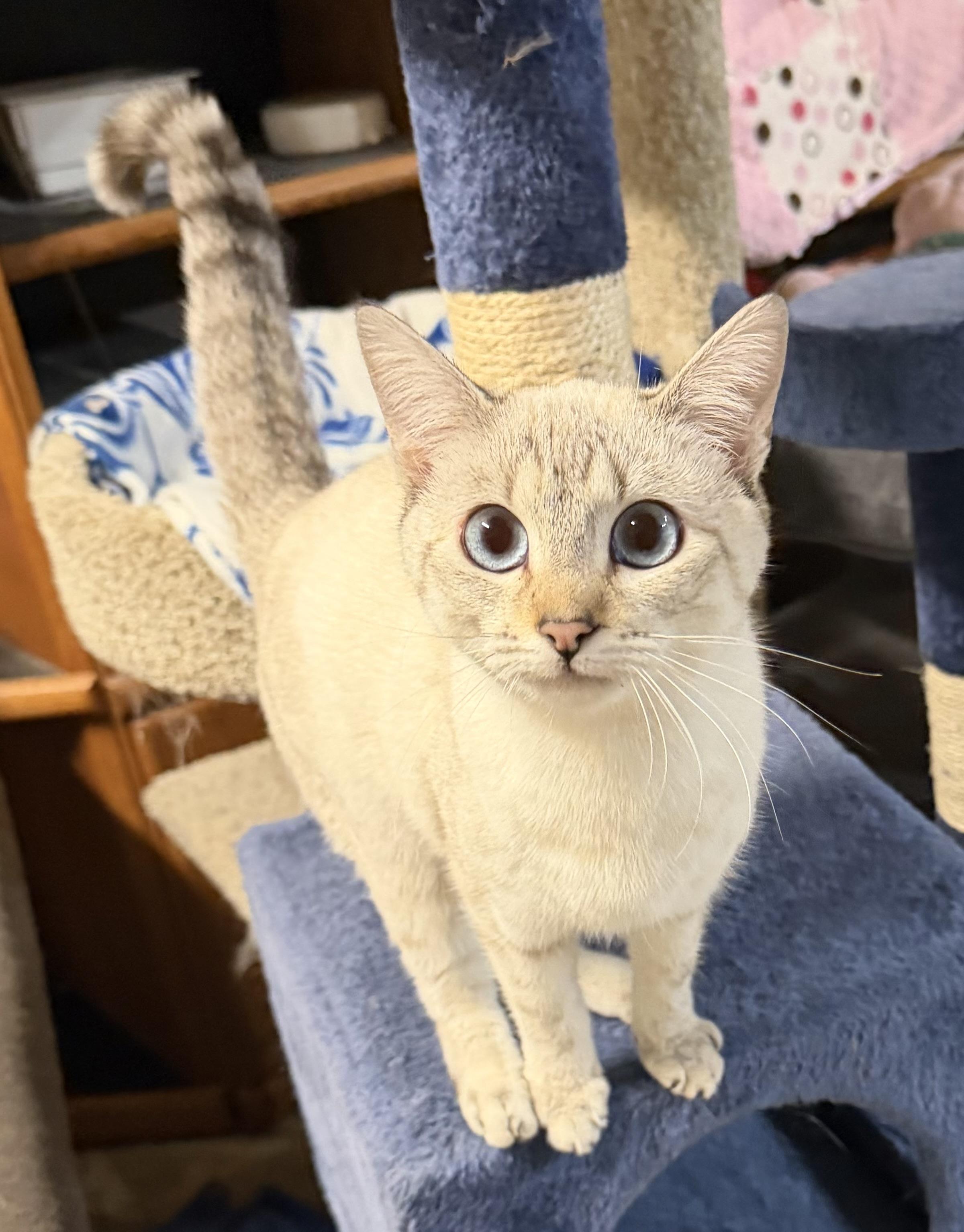 Enlarge Patsy, an adopted Domestic Short Hair in Tracy, CA image 2/3