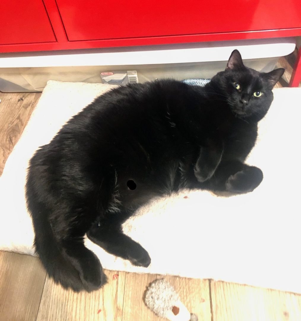 Zorro, Adopted, Adult Male Domestic Short Hair.