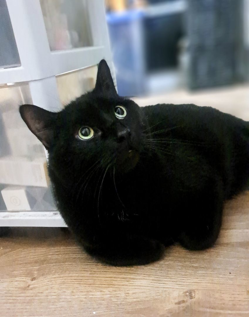 Enlarge Zorro, a Adopted Domestic Short Hair in Montreal, QC image 2/5