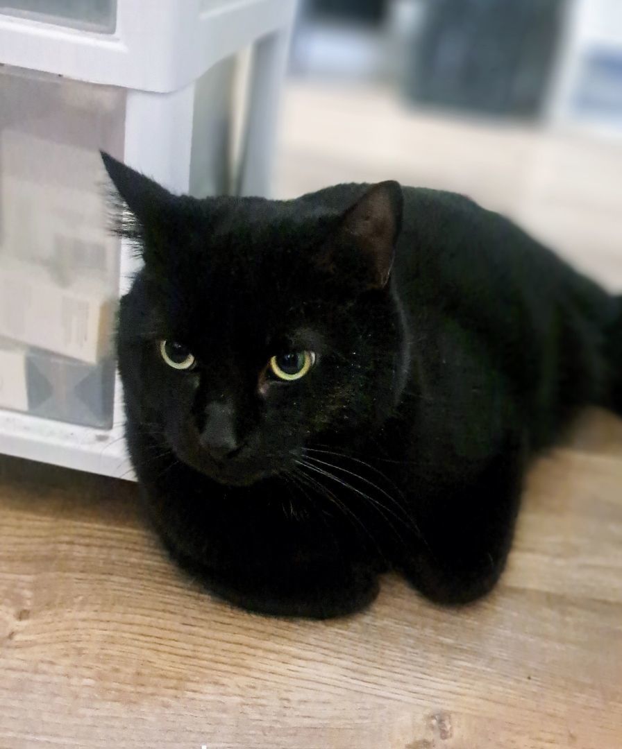 Enlarge Zorro, a Adopted Domestic Short Hair in Montreal, QC image 3/5