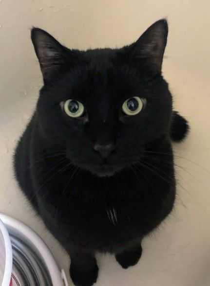 Enlarge Zorro, a Adopted Domestic Short Hair in Montreal, QC image 4/5