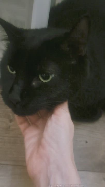 Enlarge Zorro, a Adopted Domestic Short Hair in Montreal, QC video 5/5