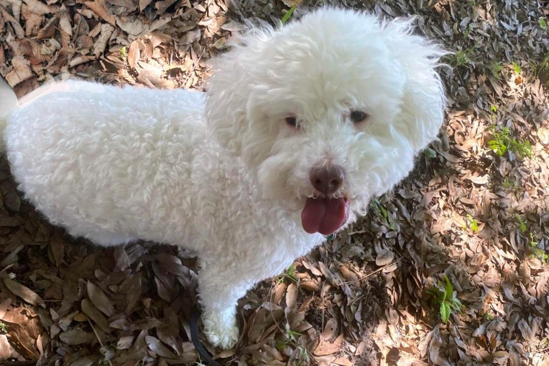 Enlarge Sheldon, a Adopted Maltipoo in North Fort Myers, FL image 1/2