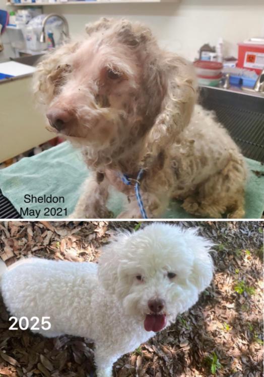 Enlarge Sheldon, a Adopted Maltipoo in North Fort Myers, FL image 2/2