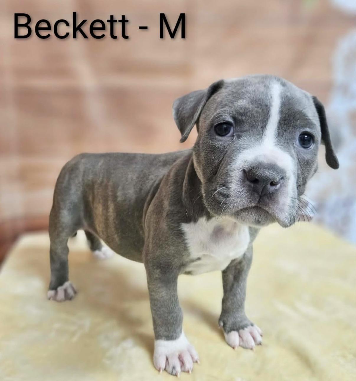 Beckett , Adoptable, Puppy Male Cane Corso & Pit Bull Terrier.