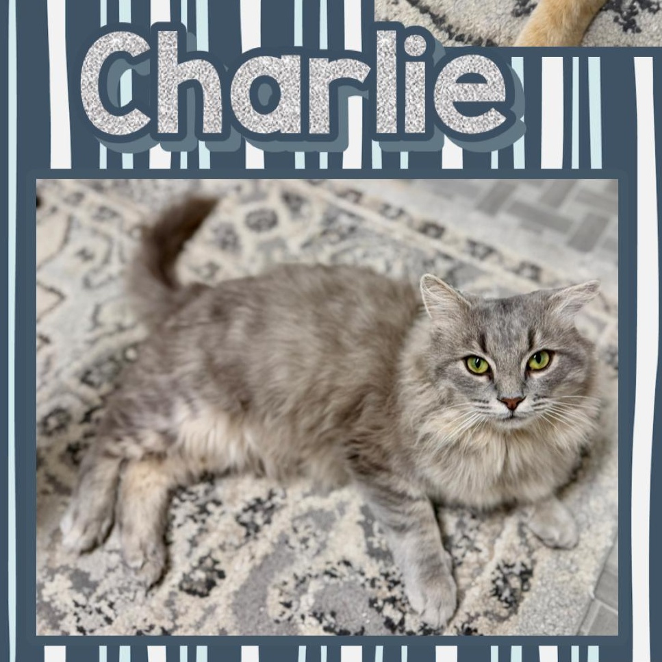 Charlie, Adopted, Young Male Domestic Long Hair.
