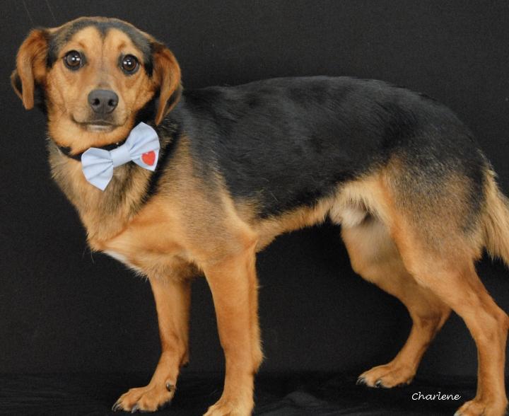 Enlarge Clyde, an adoptable mixed breed in Newland, NC image 2/5
