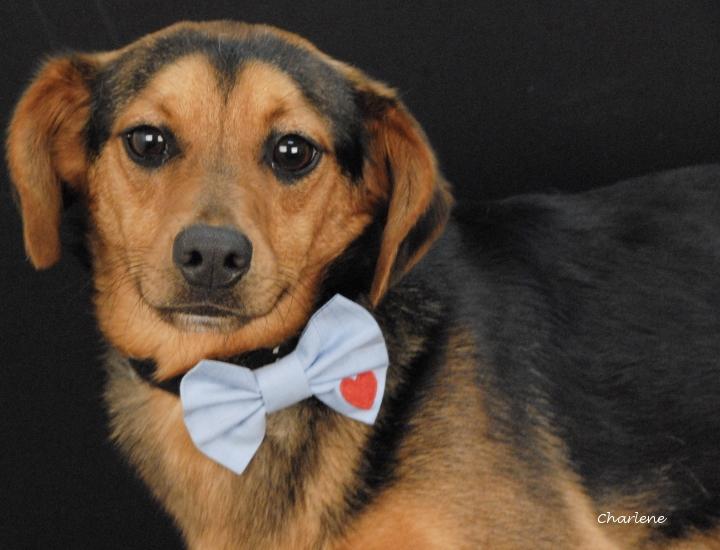 Clyde, adoptable, Young Male Dachshund.