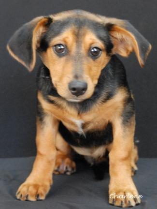 Enlarge Clyde, an adoptable mixed breed in Newland, NC image 3/5