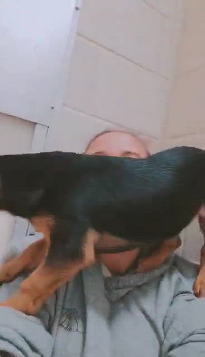 Enlarge Clyde, an adoptable mixed breed in Newland, NC video 5/5