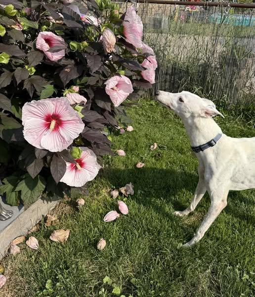 Clara, Adopted, Adult Female Whippet.