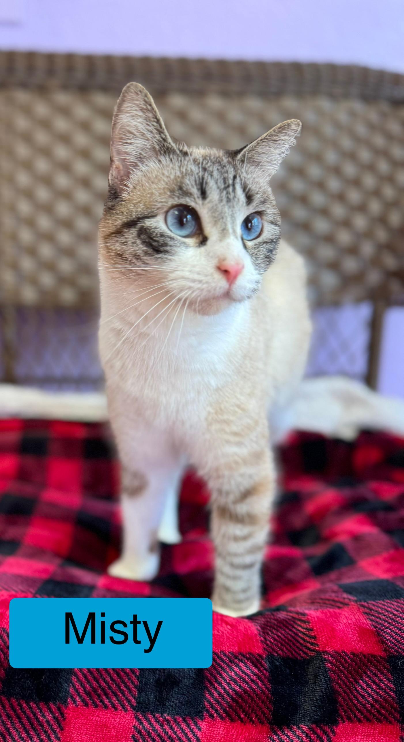 Misty Lynx Point Female Adult, Adult Female Domestic Short Hair