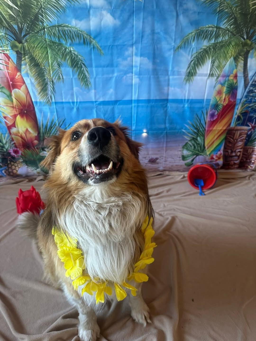 Ranger, an adoptable English Shepherd in ONeill, NE, 68763 | Photo Image 3