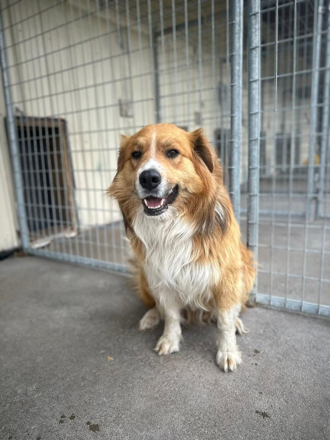 Ranger, an adoptable English Shepherd in ONeill, NE, 68763 | Photo Image 2