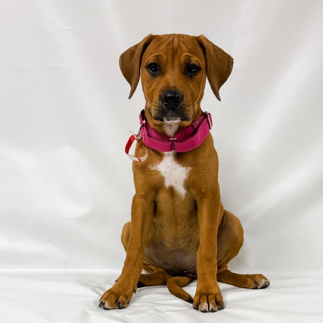 965 (2026) Thia, Adoptable, Puppy Female Boxer & Rottweiler.