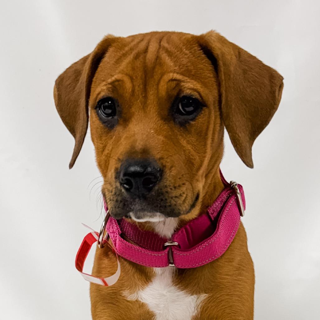 965 (2026) Thia, a Adoptable mixed breed in Parker, CO image 2/4