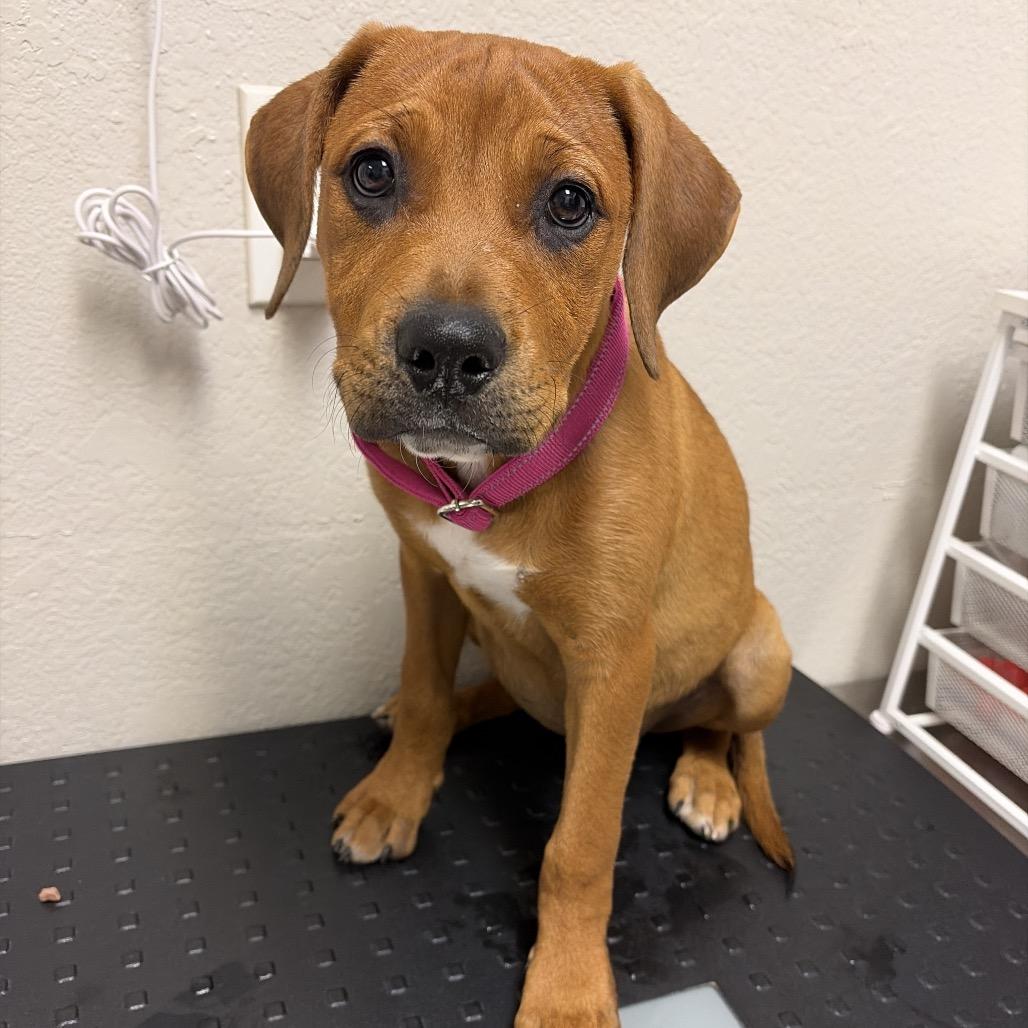 965 (2026) Thia, a Adoptable mixed breed in Parker, CO image 3/4