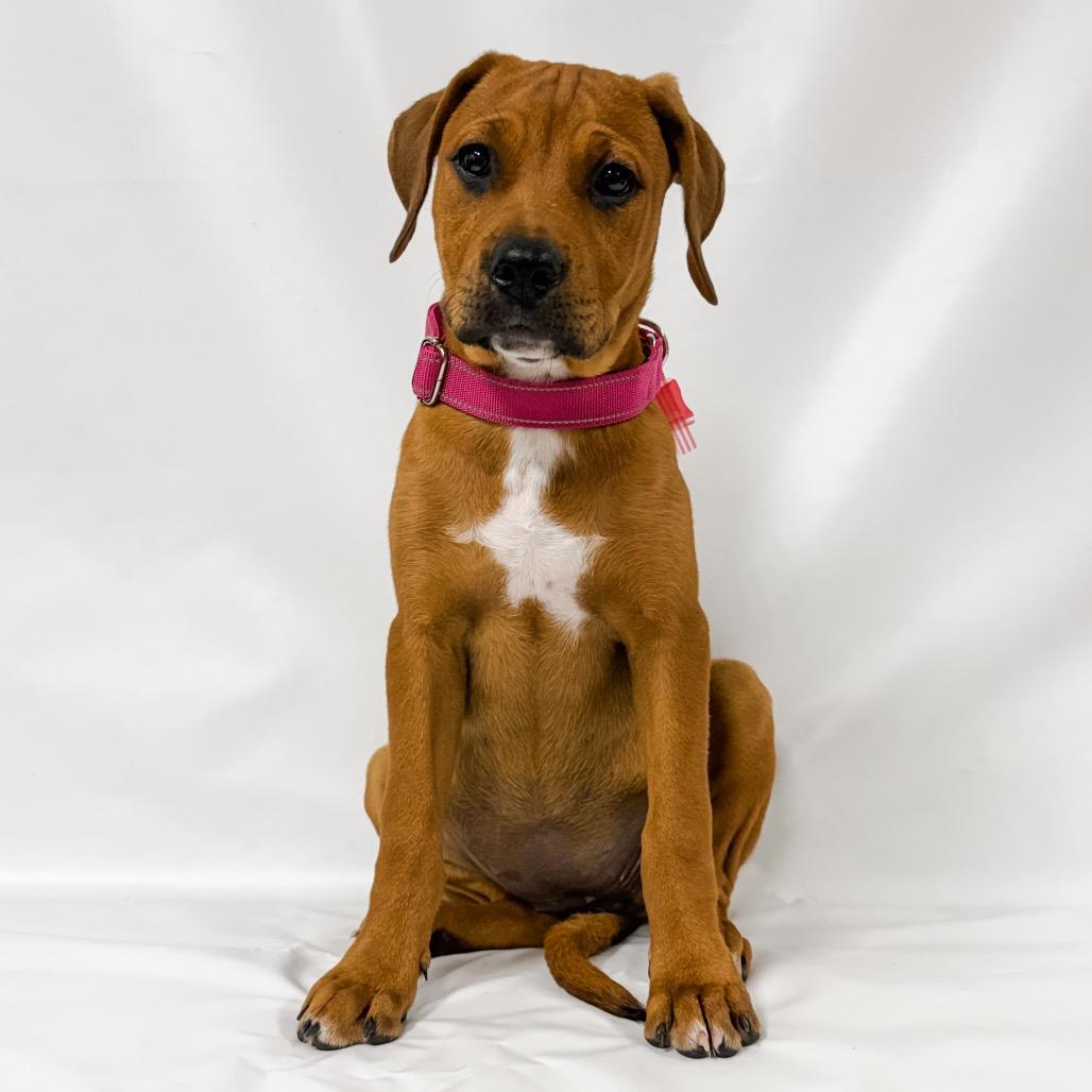 965 (2026) Thia, a Adoptable mixed breed in Parker, CO image 4/4