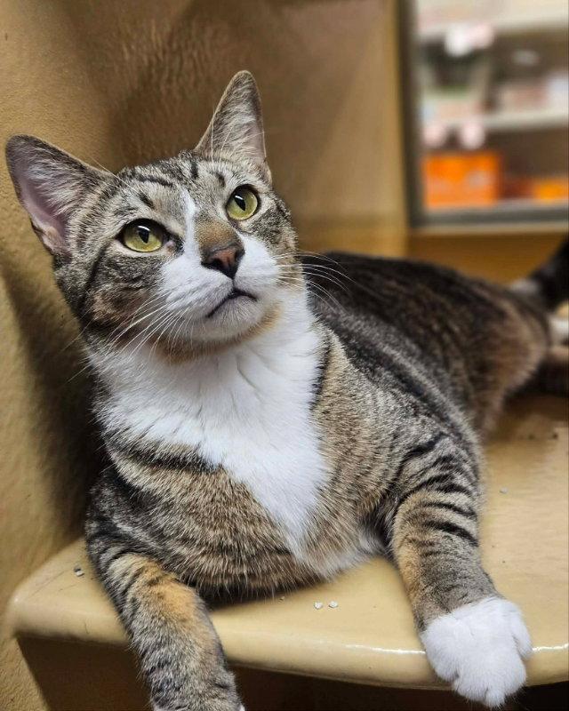 Pollie AND Rollie, a Adopted Domestic Short Hair in Gonic, NH image 1/3