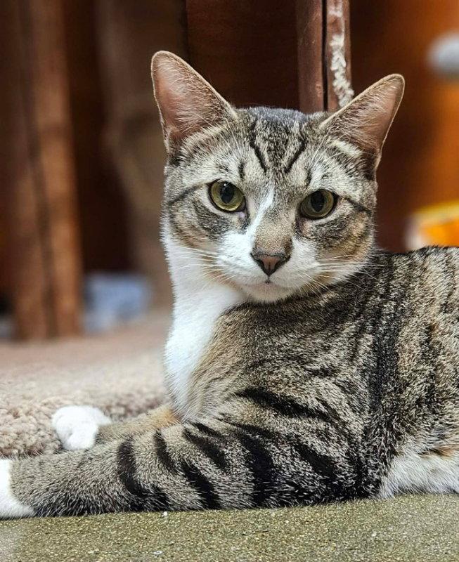 Pollie AND Rollie, a Adopted Domestic Short Hair in Gonic, NH image 3/3