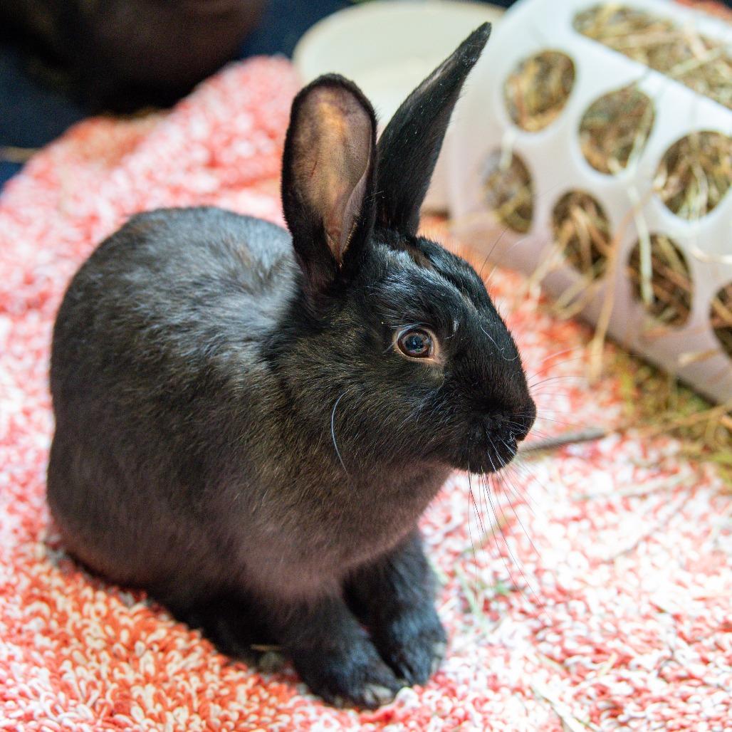 Enlarge Hoptimus Prime*Bonded with Bunnifer Aniston*, a Adoptable American in Kennebunk, ME image 1/5
