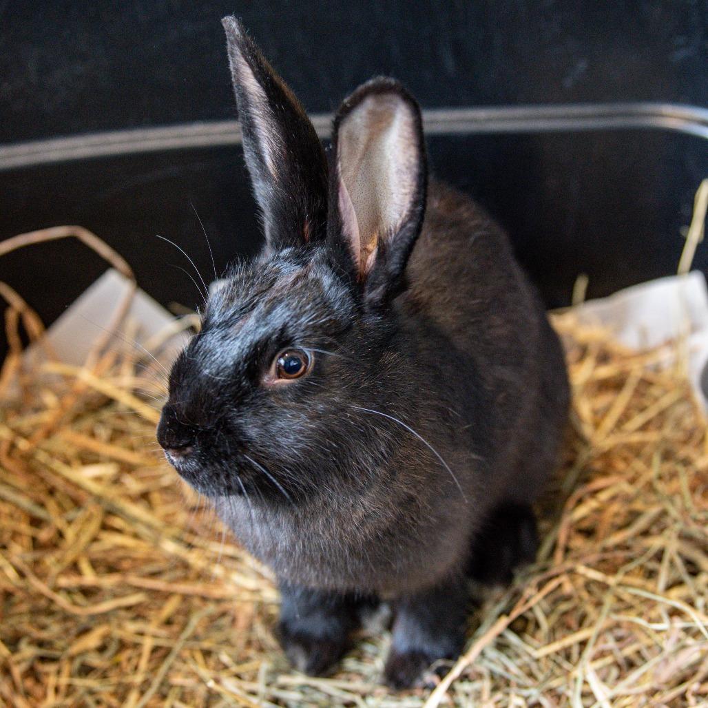 Enlarge Hoptimus Prime*Bonded with Bunnifer Aniston*, a Adoptable American in Kennebunk, ME image 2/5