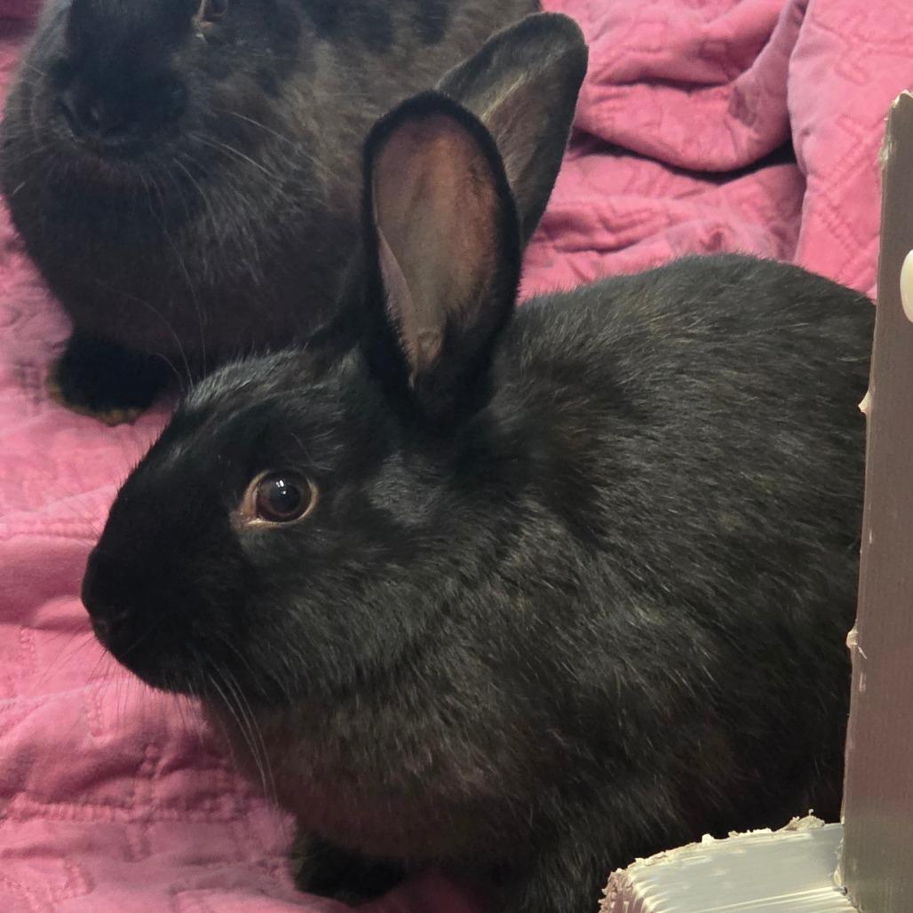 Enlarge Hoptimus Prime*Bonded with Bunnifer Aniston*, a Adoptable American in Kennebunk, ME image 3/5
