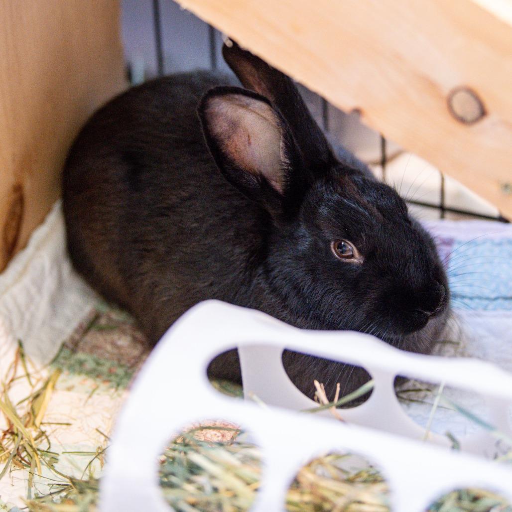 Enlarge Hoptimus Prime*Bonded with Bunnifer Aniston*, a Adoptable American in Kennebunk, ME image 4/5