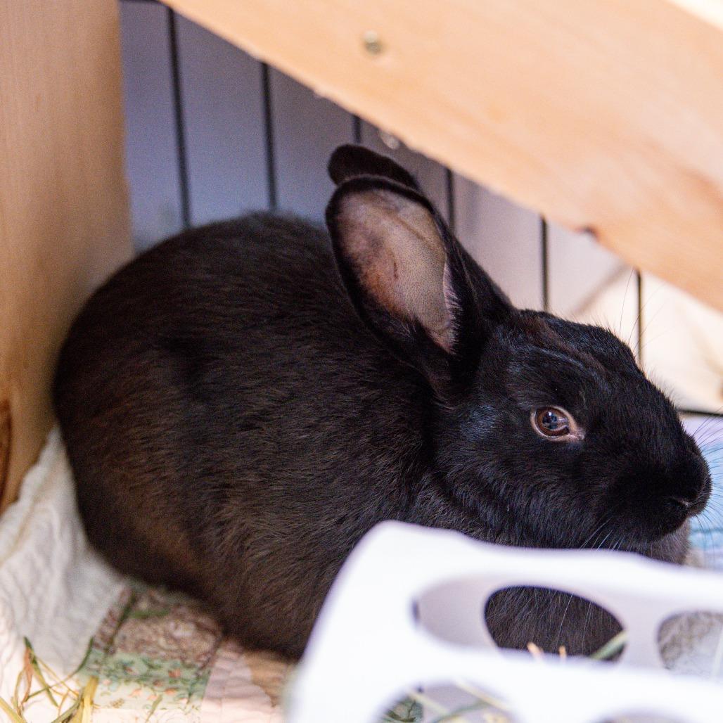 Enlarge Hoptimus Prime*Bonded with Bunnifer Aniston*, a Adoptable American in Kennebunk, ME image 5/5