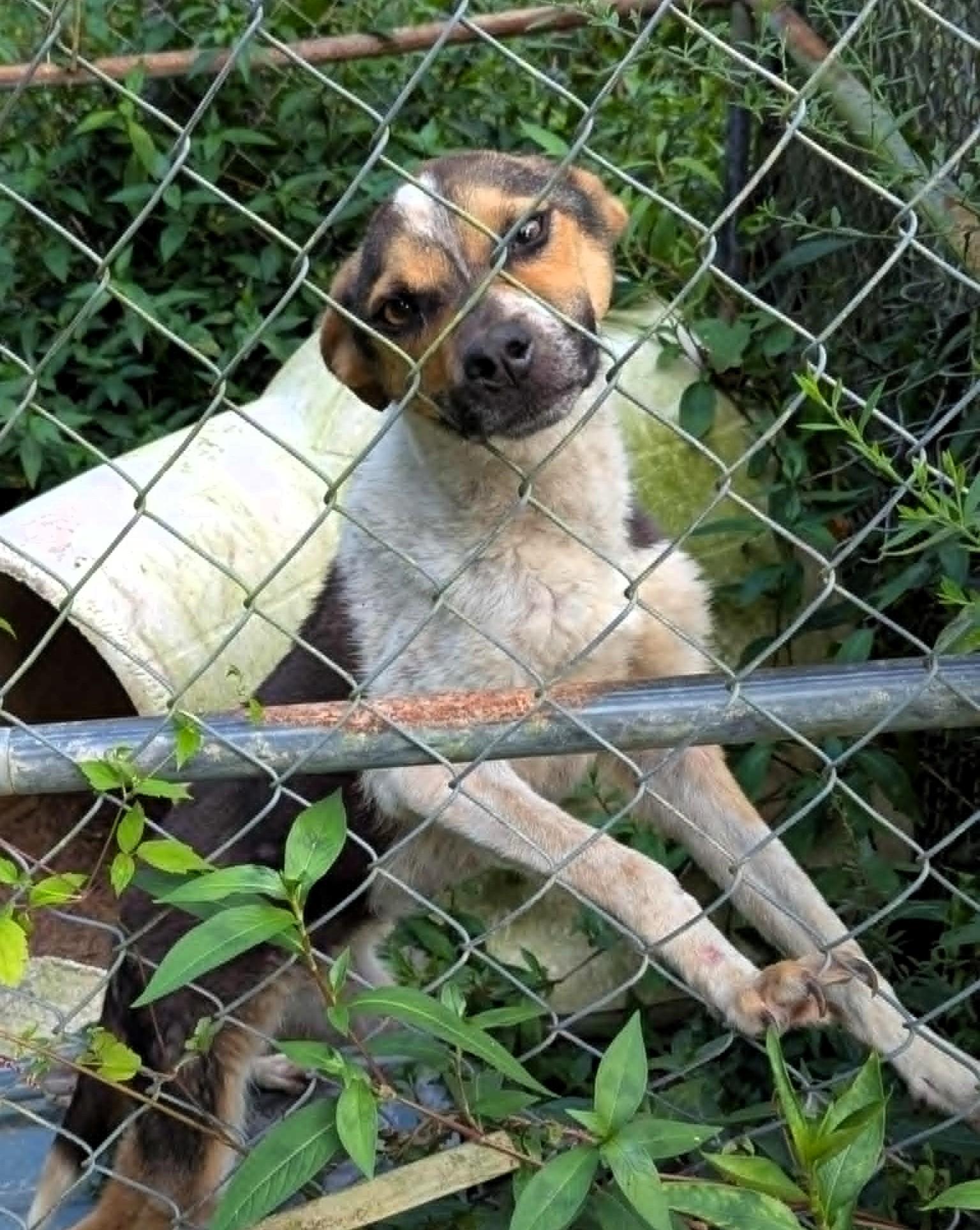 Enlarge River, a Adoptable mixed breed in Frederick, MD image 1/4