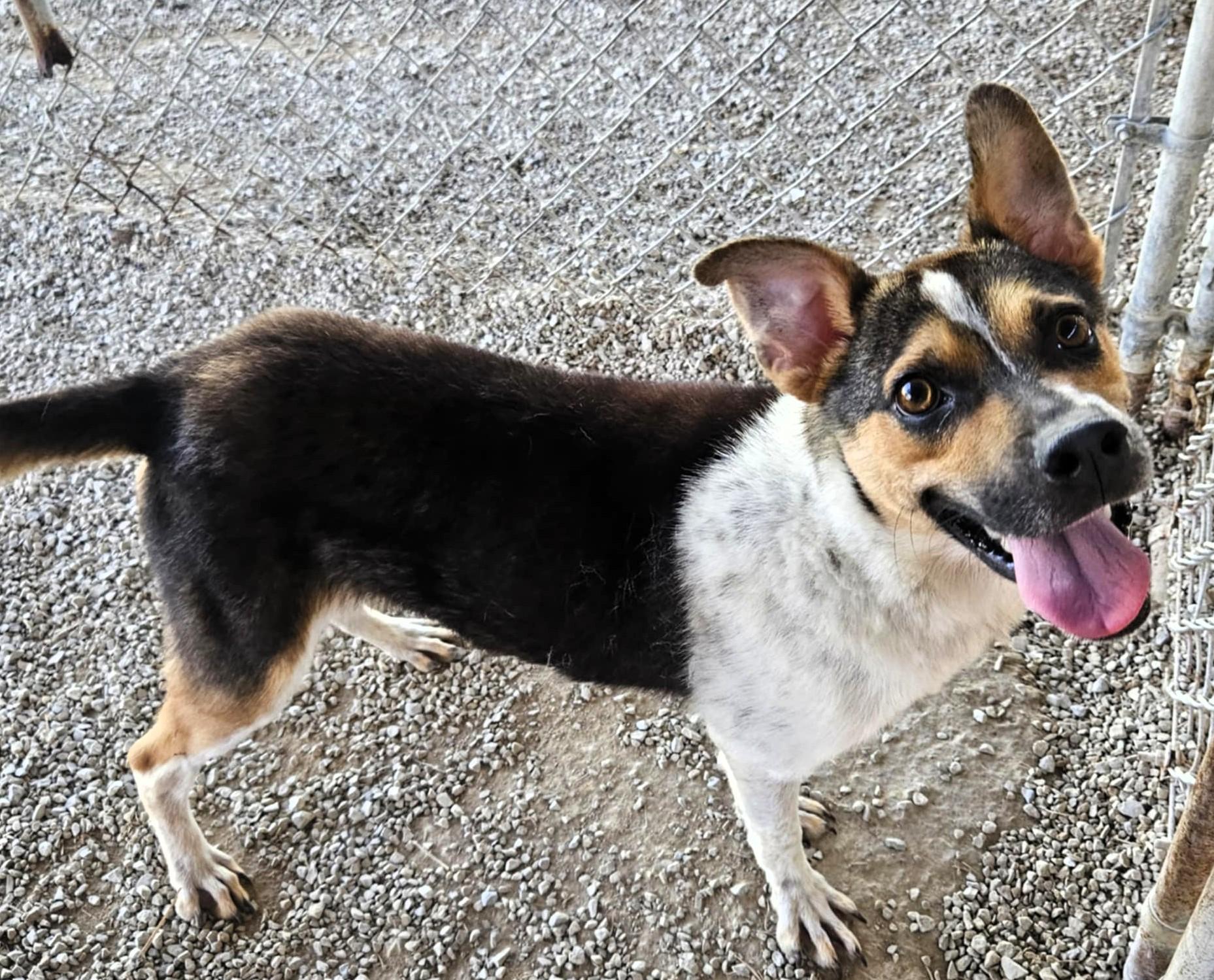 Enlarge River, a Adoptable mixed breed in Frederick, MD image 3/4