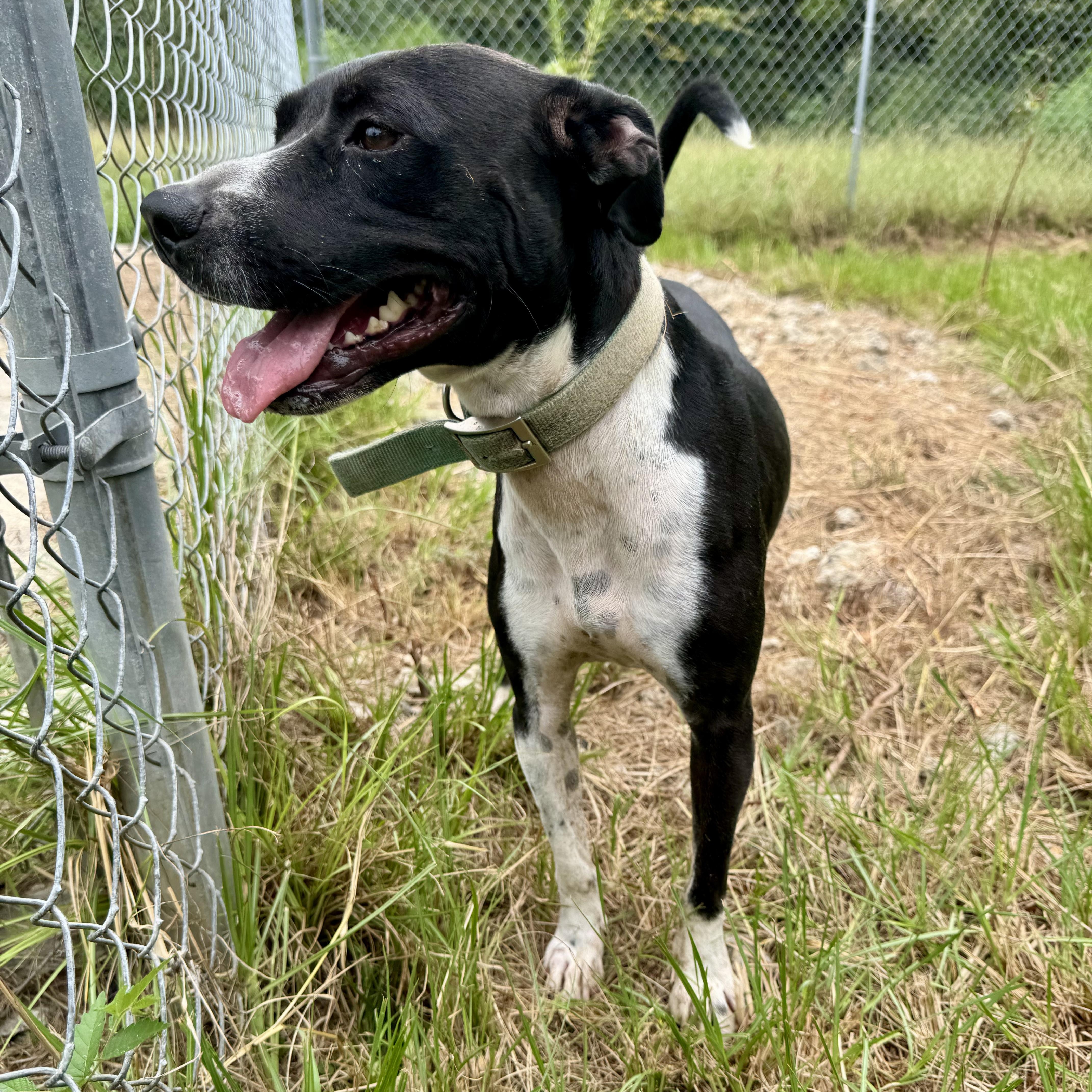 Duchie — thumbnail 3