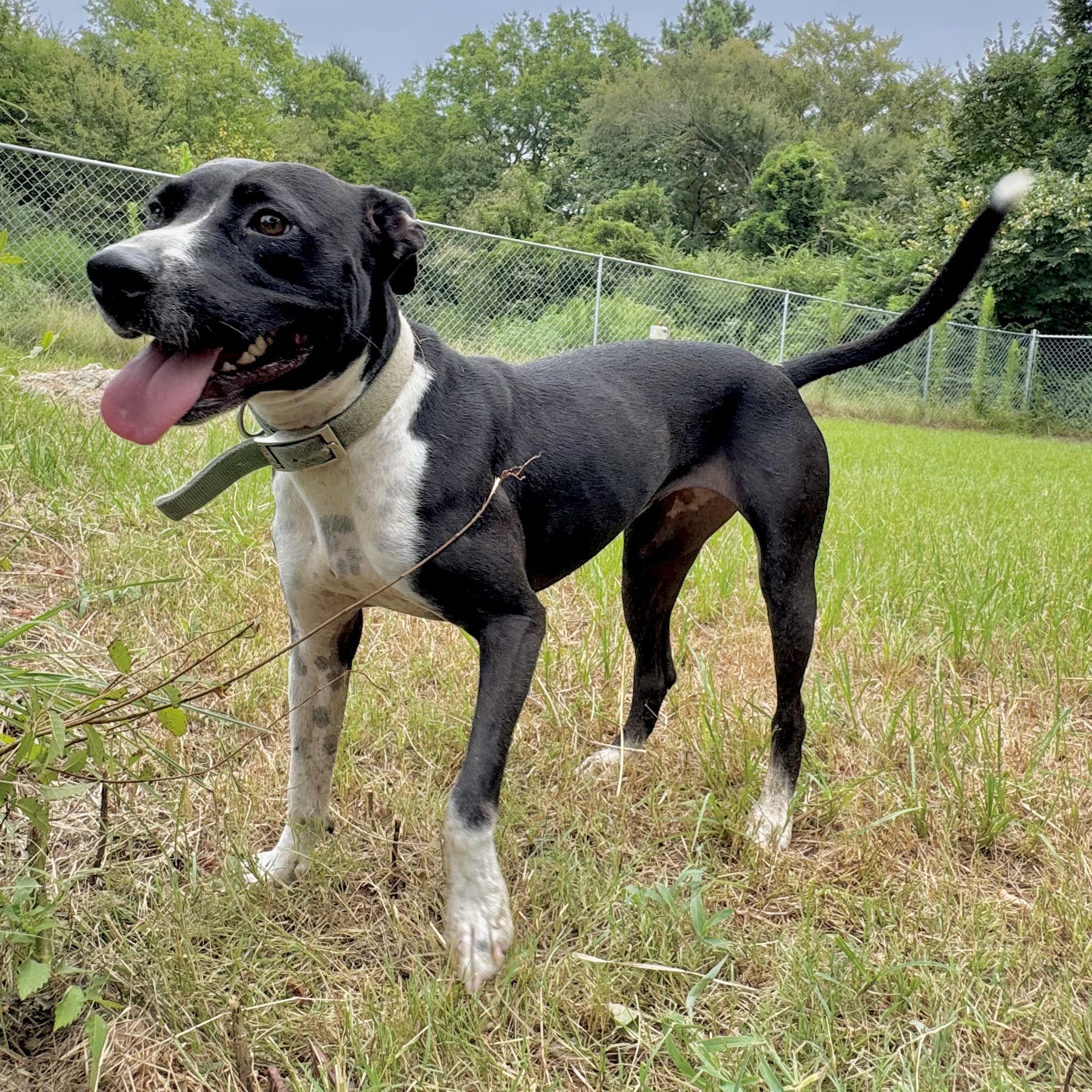 Duchie — thumbnail 5