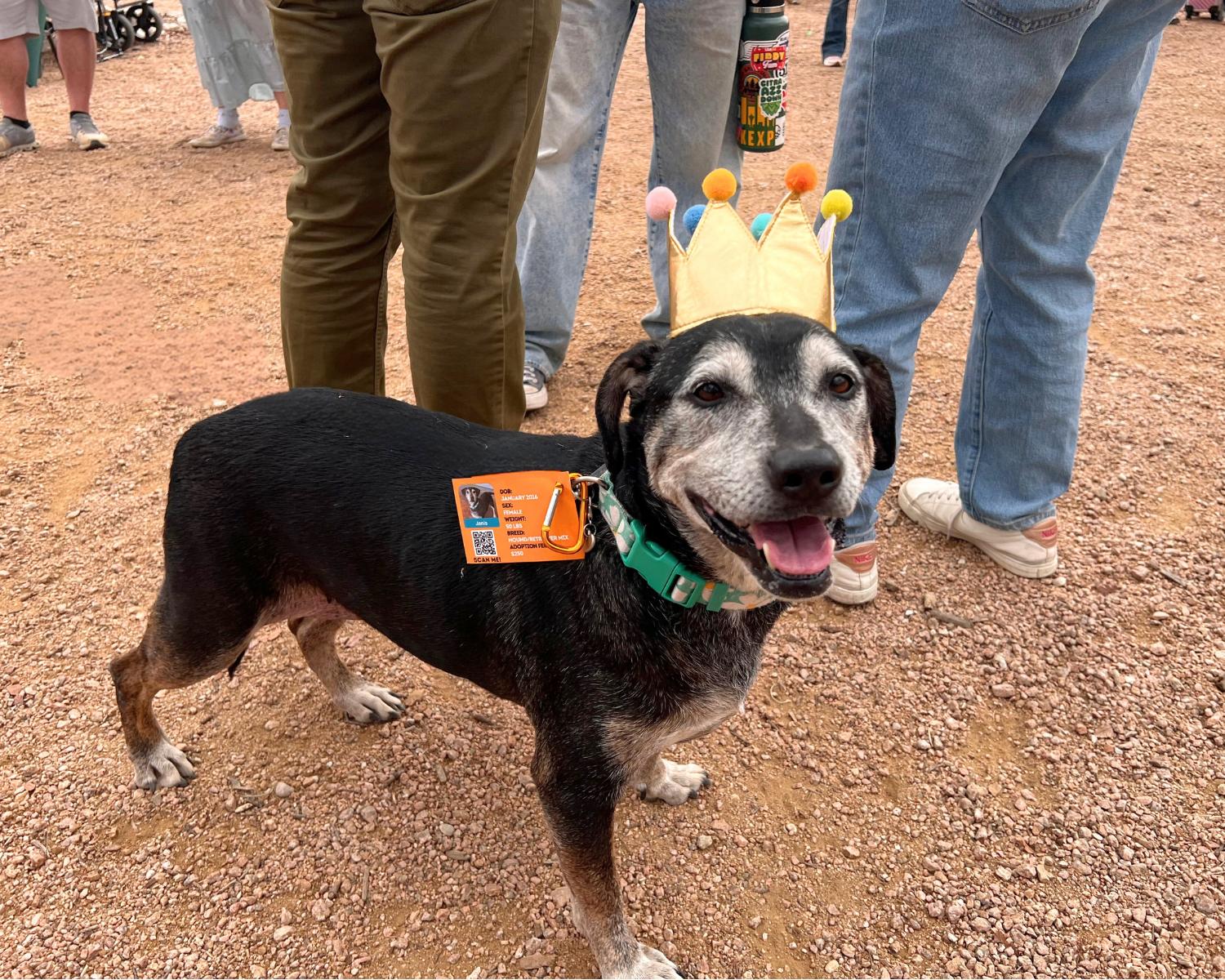 Enlarge Janis, a ADOPTABLE mixed breed in San Antonio, TX image 2/6