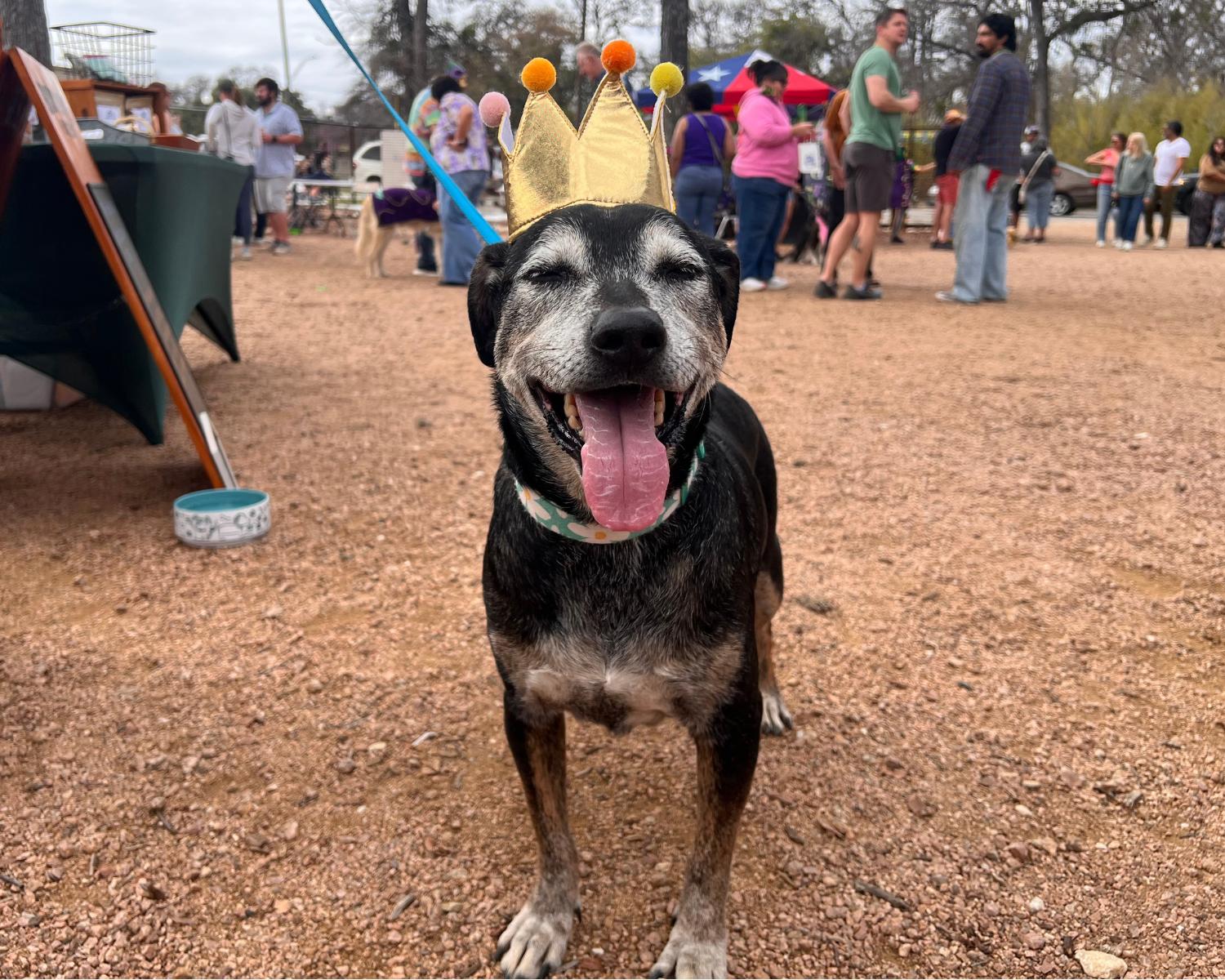 Enlarge Janis, a ADOPTABLE mixed breed in San Antonio, TX image 1/6