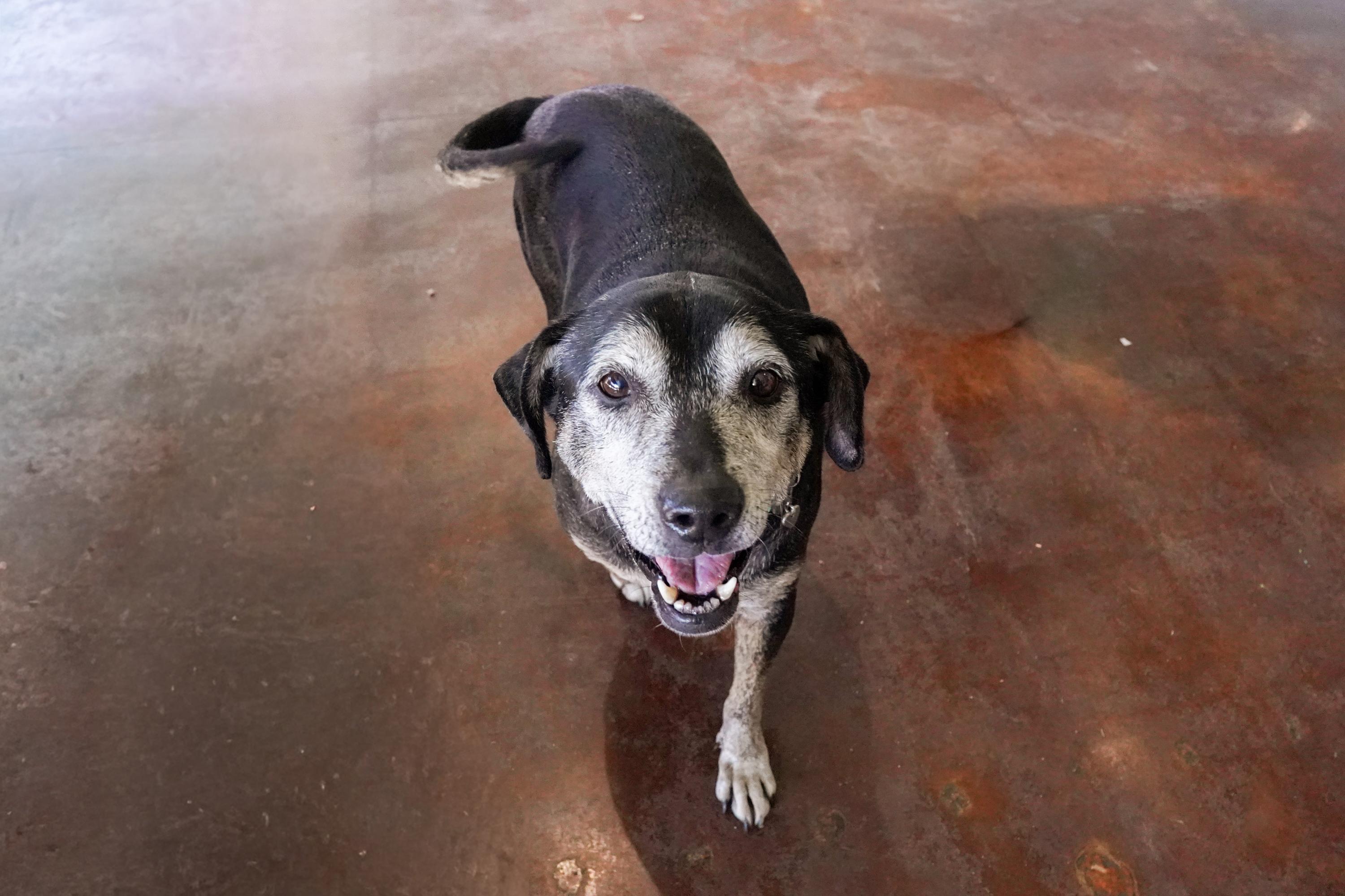 Enlarge Janis, a ADOPTABLE mixed breed in San Antonio, TX image 5/6