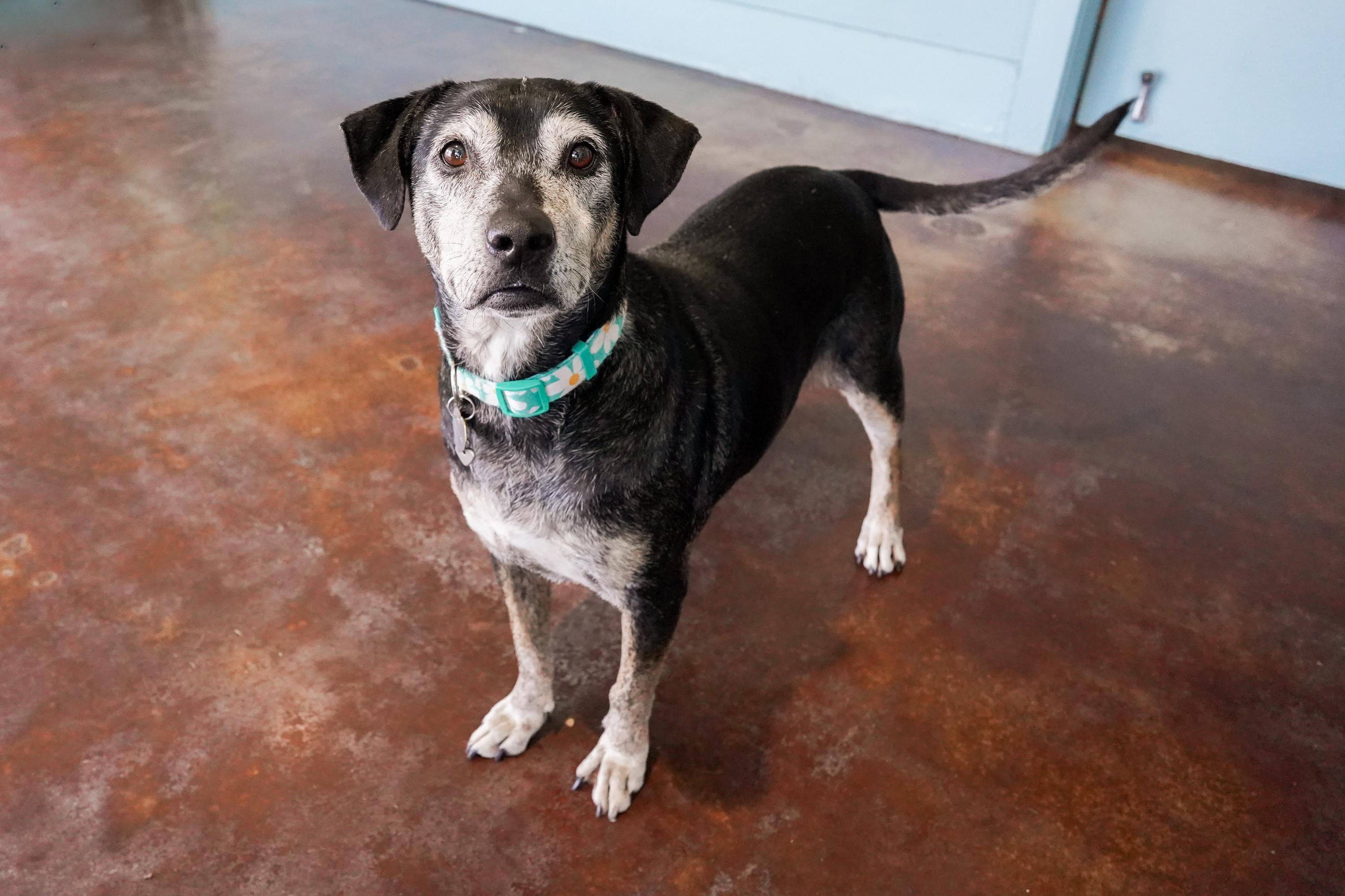 Janis, ADOPTABLE, Senior Female Hound & Retriever.