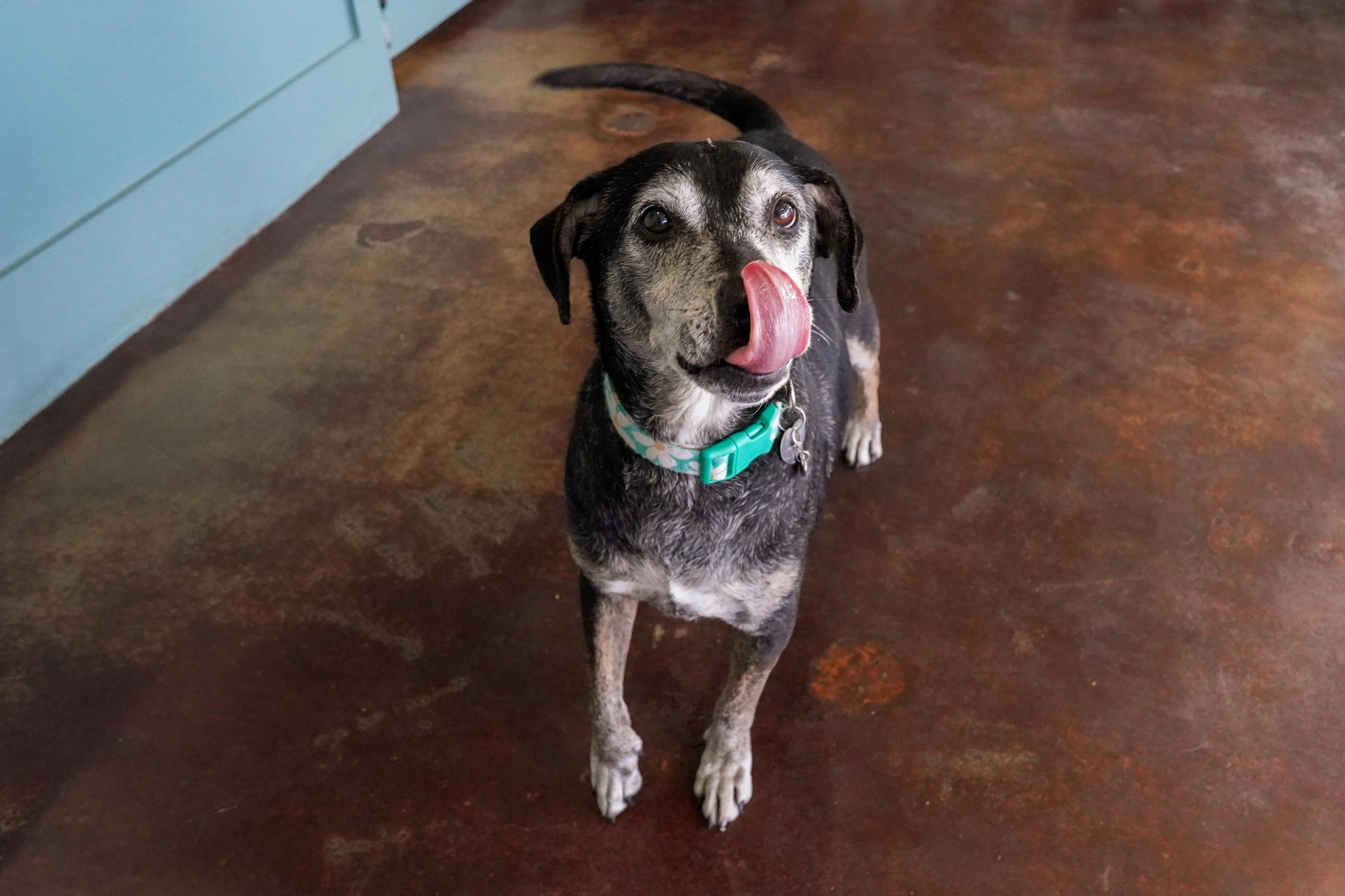 Enlarge Janis, a ADOPTABLE mixed breed in San Antonio, TX image 2/6