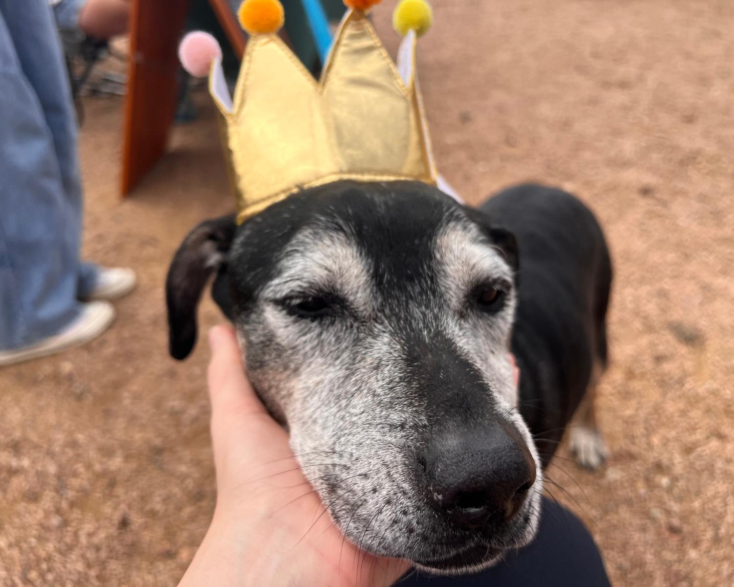 Enlarge Janis, a ADOPTABLE mixed breed in San Antonio, TX image 3/6